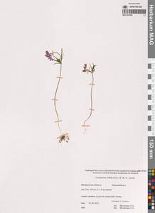 Cardamine trifida (Lam. ex Poir.) B.M.G.Jones, Siberia, Chukotka & Kamchatka (S7) (Russia)