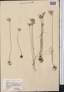 Allium parvulum Vved., Middle Asia, Northern & Central Tian Shan (M4) (Kyrgyzstan)