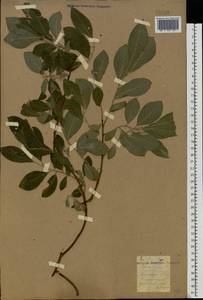 Salix cinerea L., Eastern Europe, South Ukrainian region (E12) (Ukraine)