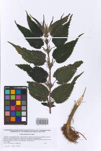 Urtica dioica subsp. pubescens (Ledeb.) Domin, Eastern Europe, Lower Volga region (E9) (Russia)