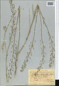 Camelina microcarpa Andrz. ex DC., Middle Asia, Northern & Central Tian Shan (M4) (Kazakhstan)