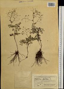 Thalictrum foetidum L., Siberia, Western (Kazakhstan) Altai Mountains (S2a) (Kazakhstan)