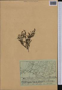 Cassiope redowskii (Cham. & Schltdl.) G. Don, Siberia, Russian Far East (S6) (Russia)