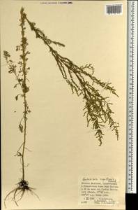 Artemisia capillaris Thunb., Mongolia (MONG) (Mongolia)