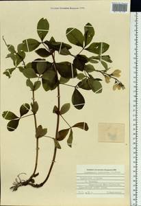 Thermopsis lanceolata R.Br., Siberia, Russian Far East (S6) (Russia)