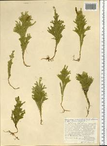 Dendrolycopodium juniperoideum (Sw.) A. Haines, Siberia, Russian Far East (S6) (Russia)