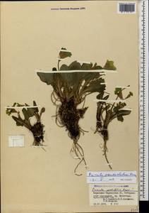 Primula elatior subsp. pseudoelatior (Kuzn.) W. W. Sm. & Forrest, Caucasus, Stavropol Krai, Karachay-Cherkessia & Kabardino-Balkaria (K1b) (Russia)