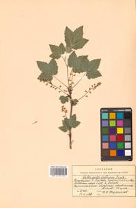 Ribes latifolium Jancz., Siberia, Russian Far East (S6) (Russia)