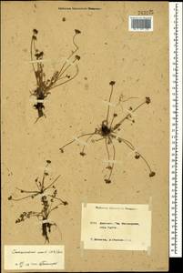 Chamaesciadium acaule (M. Bieb.) Boiss., Caucasus, Krasnodar Krai & Adygea (K1a) (Russia)