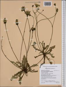 Hypochaeris radicata L., Western Europe (EUR) (United Kingdom)