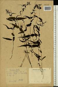 Melampyrum, Eastern Europe, Eastern region (E10) (Russia)