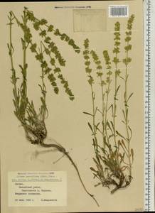 Silene borysthenica (Gruner) Walters, Eastern Europe, Latvia (E2b) (Latvia)