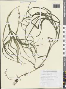 Carex sordida Van Heurck & Müll.Arg., Siberia, Russian Far East (S6) (Russia)