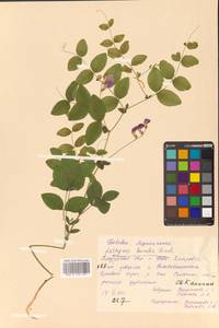 Lathyrus humilis (Ser.) Fisch. ex Spreng., Siberia, Russian Far East (S6) (Russia)