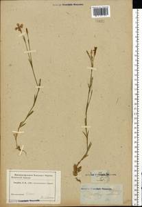 Dianthus deltoides, Eastern Europe, Central region (E4) (Russia)