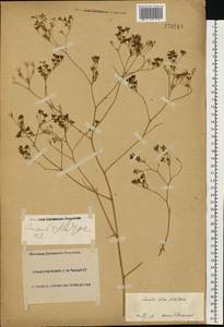 Elaeosticta lutea (Hoffm.) Kljuykov, Pimenov & Tikhom., Eastern Europe, Lower Volga region (E9) (Russia)