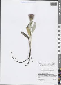 Cirsium canum (L.) All., Eastern Europe, Lower Volga region (E9) (Russia)