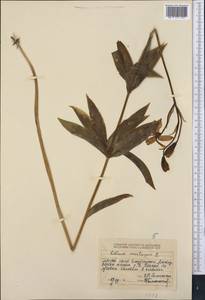 Lilium martagon var. pilosiusculum Freyn, Middle Asia, Dzungarian Alatau & Tarbagatai (M5) (Kazakhstan)