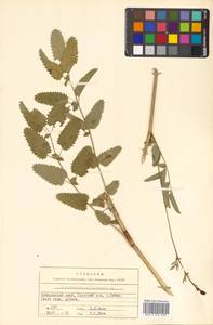 Sanguisorba officinalis L., Siberia, Russian Far East (S6) (Russia)