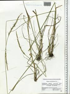 Elymus dahuricus Griseb., Siberia, Russian Far East (S6) (Russia)