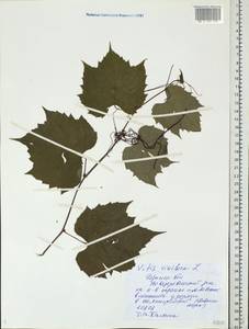 Vitis vinifera L., Eastern Europe, Central region (E4) (Russia)