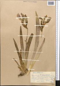 Iris alberti Regel, Middle Asia, Western Tian Shan & Karatau (M3) (Kyrgyzstan)