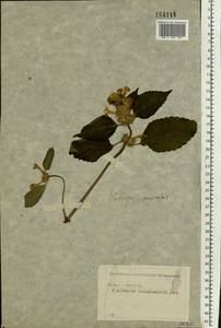 Galeopsis speciosa Mill., Eastern Europe, Moscow region (E4a) (Russia)