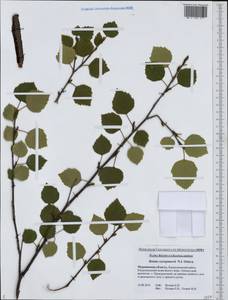 Betula pubescens var. pumila (Zanoni ex Murray) Govaerts, Eastern Europe, Northern region (E1) (Russia)