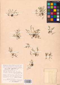 MHA 0 159 746, Limosella aquatica L., Eastern Europe, Lower Volga region (E9) (Russia)