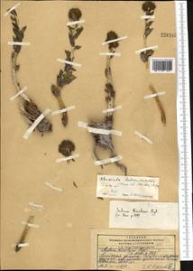 Rhodiola heterodonta (Hook. fil. & Thomson) Boriss., Middle Asia, Pamir & Pamiro-Alai (M2) (Kyrgyzstan)
