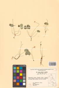 Coptis trifolia (L.) Salisb., Siberia, Russian Far East (S6) (Russia)