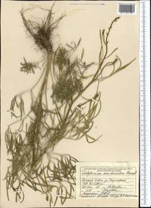 Delphinium semibarbatum Bien. ex Boiss., Middle Asia, Muyunkumy, Balkhash & Betpak-Dala (M9) (Kazakhstan)