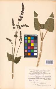 MHA 0 156 316, Salvia pratensis L., Eastern Europe, Central region (E4) (Russia)