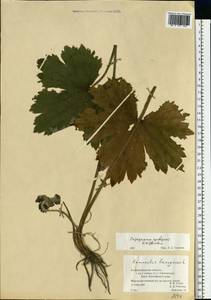 Ranunculus lanuginosus L., Eastern Europe, North-Western region (E2) (Russia)