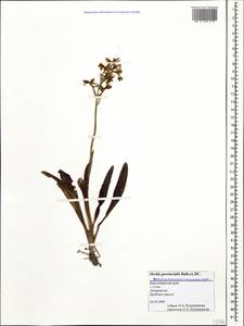 Orchis provincialis Balb. ex Lam. & DC., Caucasus, Black Sea Shore (from Novorossiysk to Adler) (K3) (Russia)