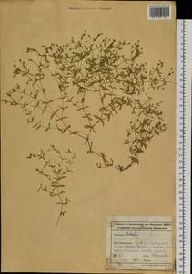 Mesostemma dichotomum (L.) Arabi, Rabeler & Zarre, Siberia, Altai & Sayany Mountains (S2) (Russia)