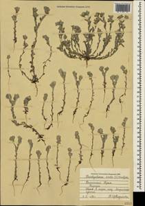 Bombycilaena erecta (L.) Smoljan., Crimea (KRYM) (Russia)