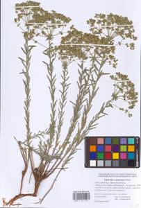 Euphorbia seguieriana Neck., Caucasus, Dagestan (K2) (Russia)