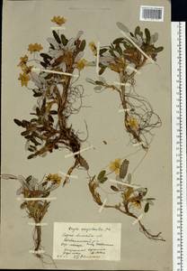 Dryas octopetala subsp. oxyodonta (Juz.) Hultén, Siberia, Altai & Sayany Mountains (S2) (Russia)