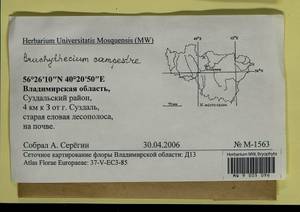 Brachythecium campestre (Müll. Hal.) Schimp., Bryophytes, Bryophytes - Middle Russia (B6) (Russia)
