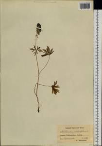 Aconitum delphinifolium DC., Siberia, Chukotka & Kamchatka (S7) (Russia)