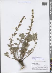Artemisia obtusiloba Ledeb., Siberia, Altai & Sayany Mountains (S2) (Russia)