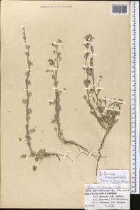 Artemisia macrocephala Jacquem. ex Besser, Middle Asia, Pamir & Pamiro-Alai (M2) (Tajikistan)