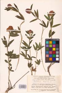 Trifolium alpestre L., Eastern Europe, Lithuania (E2a) (Lithuania)