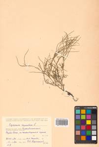 Erysimum repandum L., Siberia, Russian Far East (S6) (Russia)