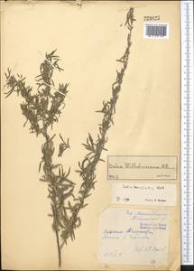 Salix wilhelmsiana M. Bieb., Middle Asia, Syr-Darian deserts & Kyzylkum (M7) (Uzbekistan)
