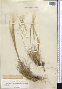 Stipa karataviensis Roshev., Middle Asia, Western Tian Shan & Karatau (M3) (Kazakhstan)