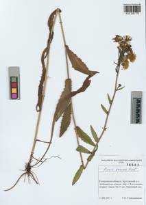 Picris davurica Fisch. ex Hornem., Siberia, Altai & Sayany Mountains (S2) (Russia)