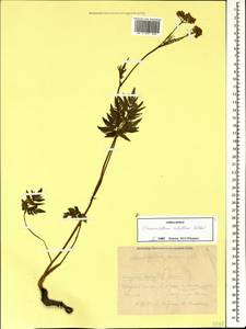Chaerophyllum rubellum Albov, Caucasus, Krasnodar Krai & Adygea (K1a) (Russia)