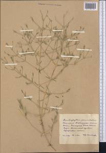 Acanthophyllum paniculatum Regel & Herd., Middle Asia, Western Tian Shan & Karatau (M3) (Kyrgyzstan)